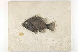 Fossil Fish (Cockerellites) - Wyoming #203202-1